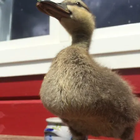 Ботель Gemuetliches Hausboot In Doemitz An Der Elbe *